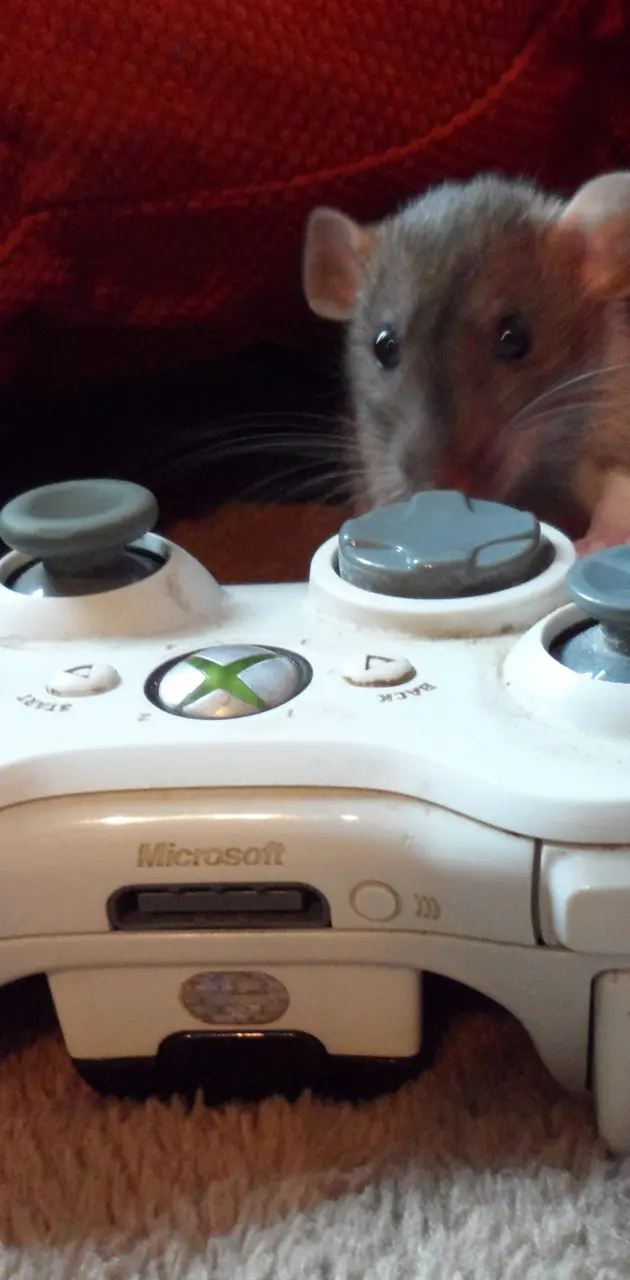 Xbox Rat
