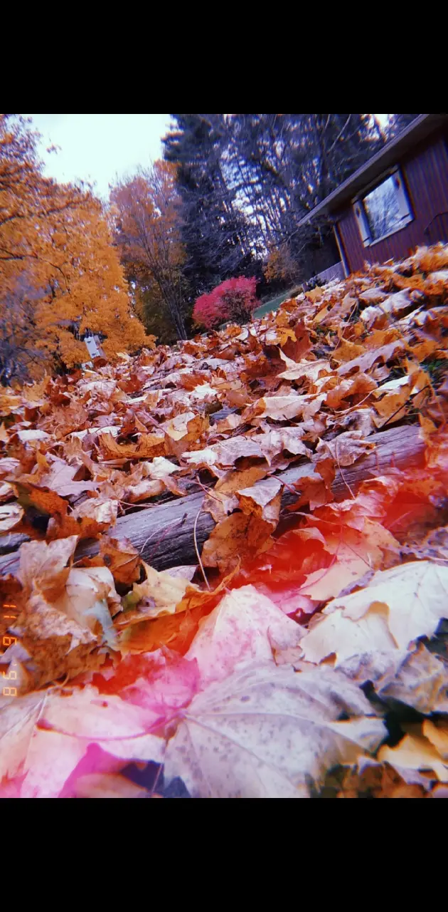 Fall season 