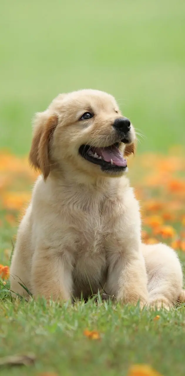 Puppy in flowers