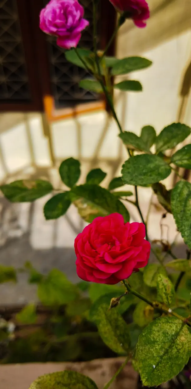 Flowers rose