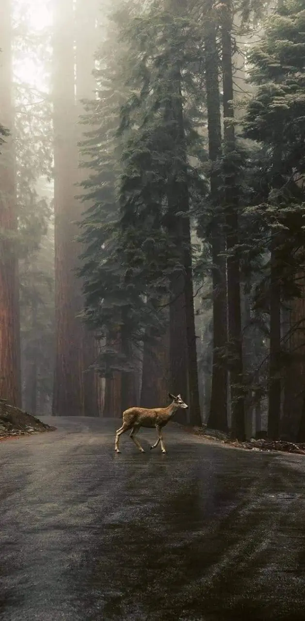 Sequoia national park 