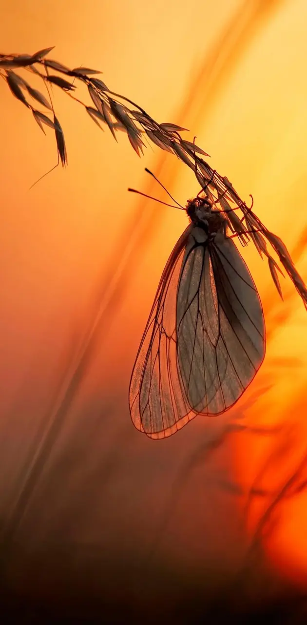 Sunset butterfly