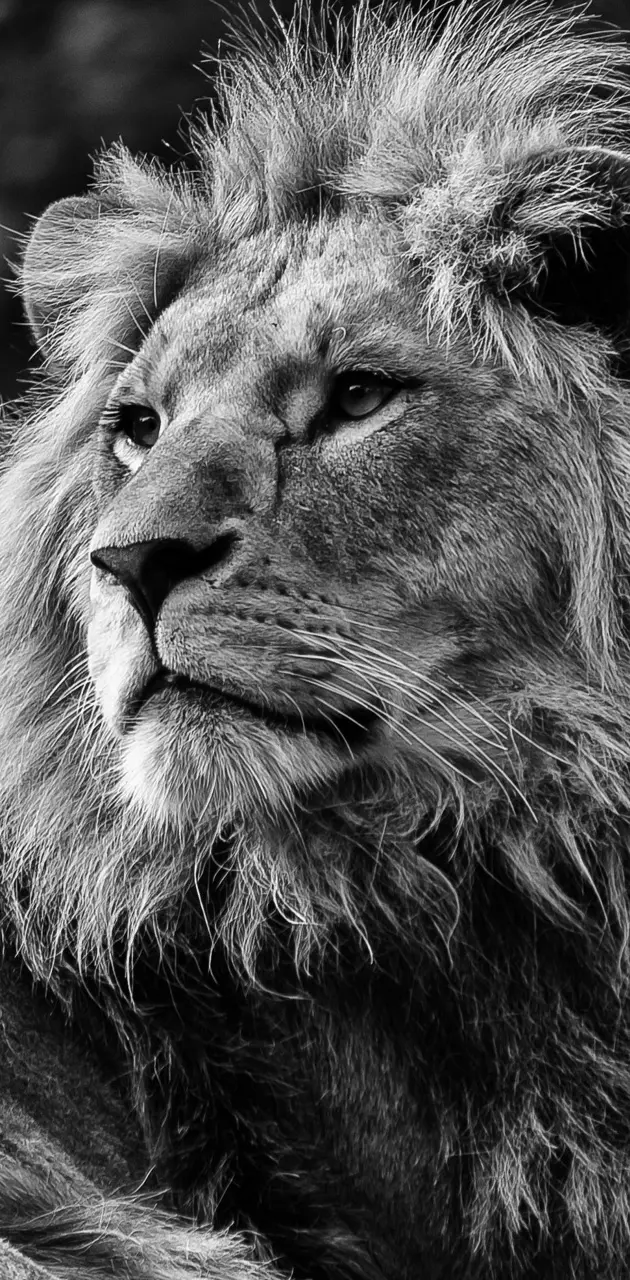 cool lion wallpaper hd 1080p