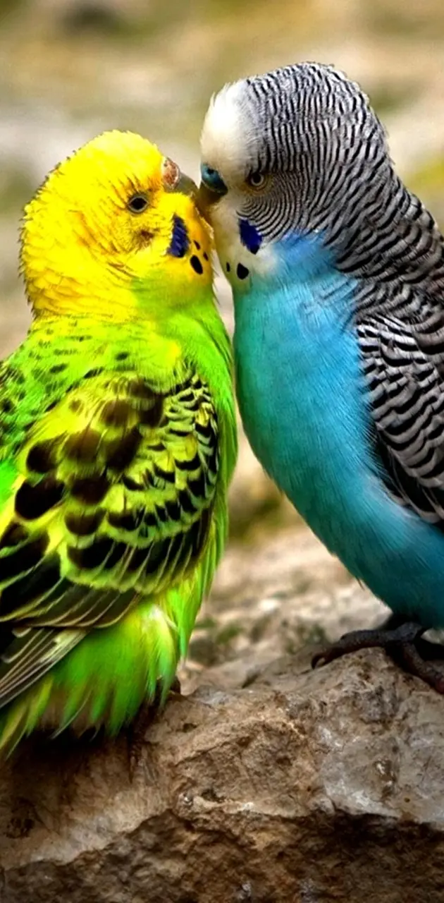 colorful budgies