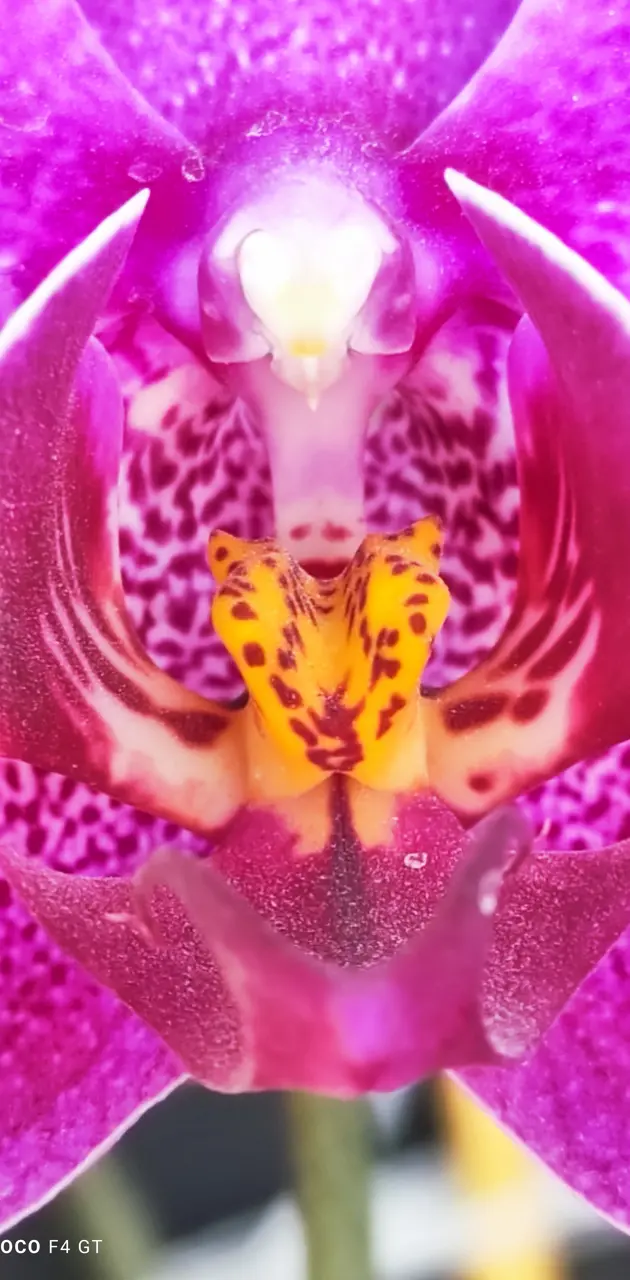 Orquidea pink