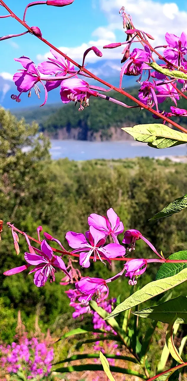 Fireweed and River