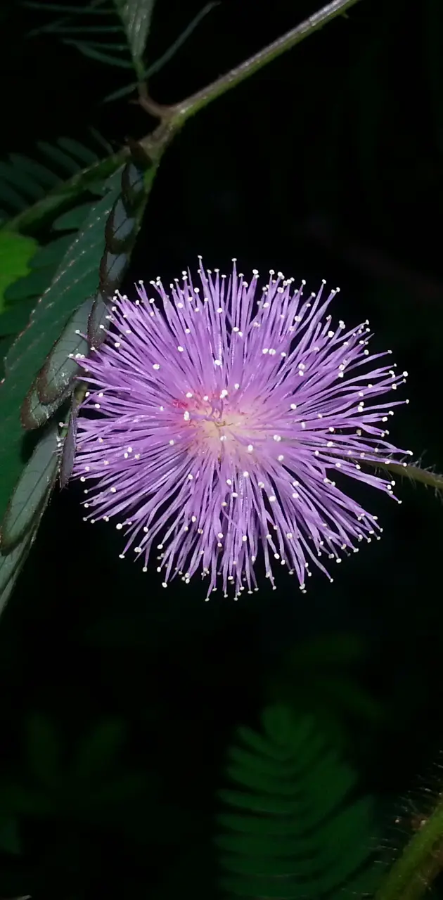 nature flower