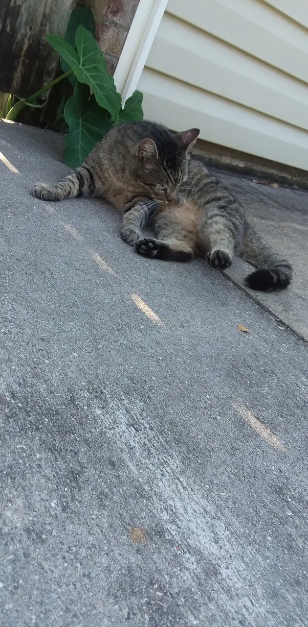 Cat on sidewalk