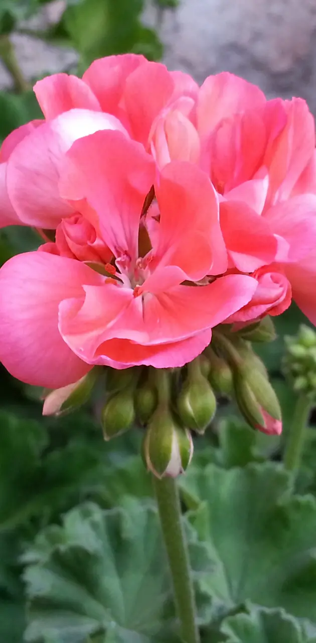Flor Pink