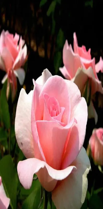 Pink Love roses