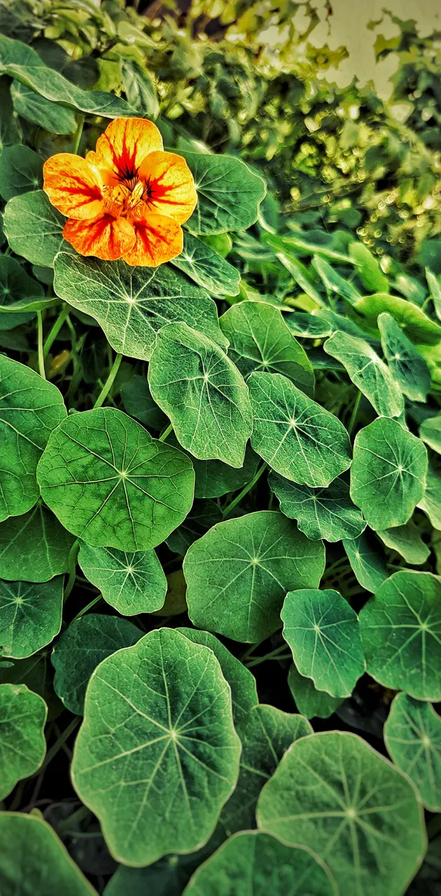 Flower by realme3pro