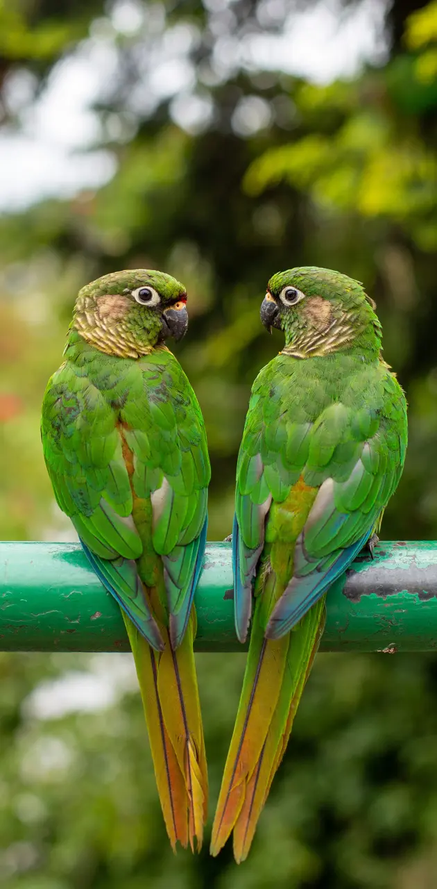 Green Parrots 4k