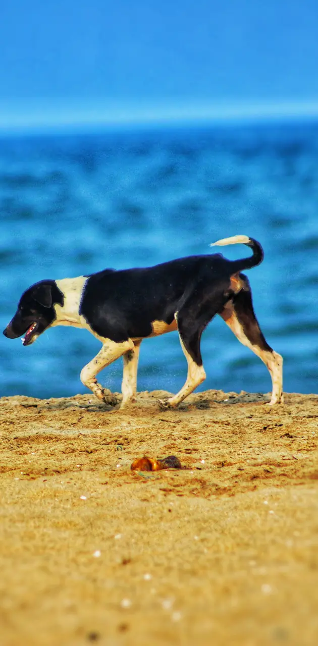 beach puppy