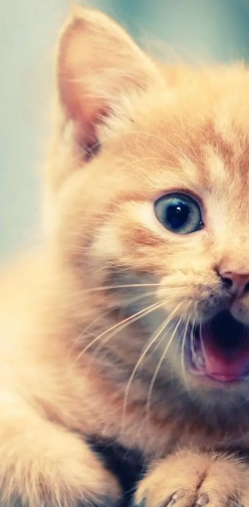 Shocked Kitten