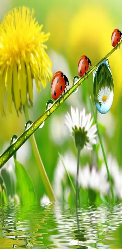 Dandelions Ladybugs