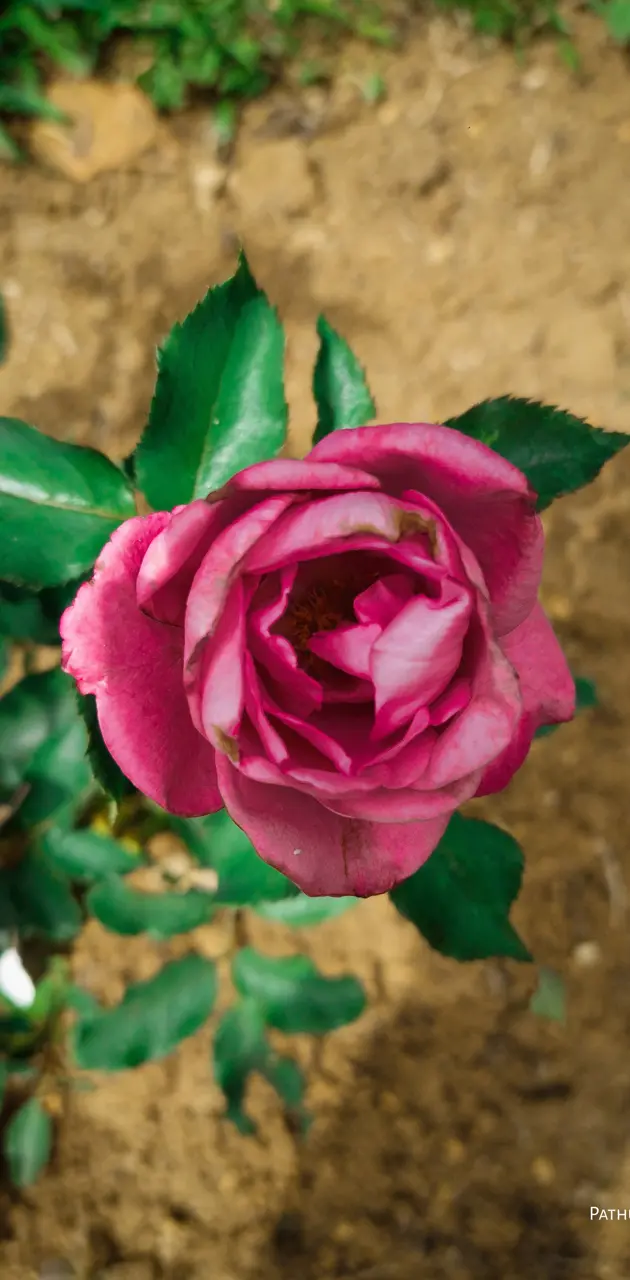 Pink rose flower 