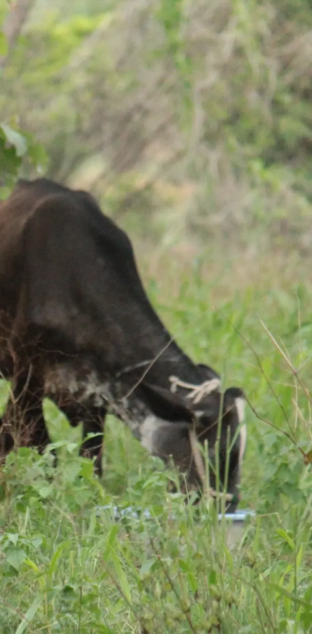 Fashion farmers wallpaper by JoshiAryan - Download on ZEDGE™ | ee22