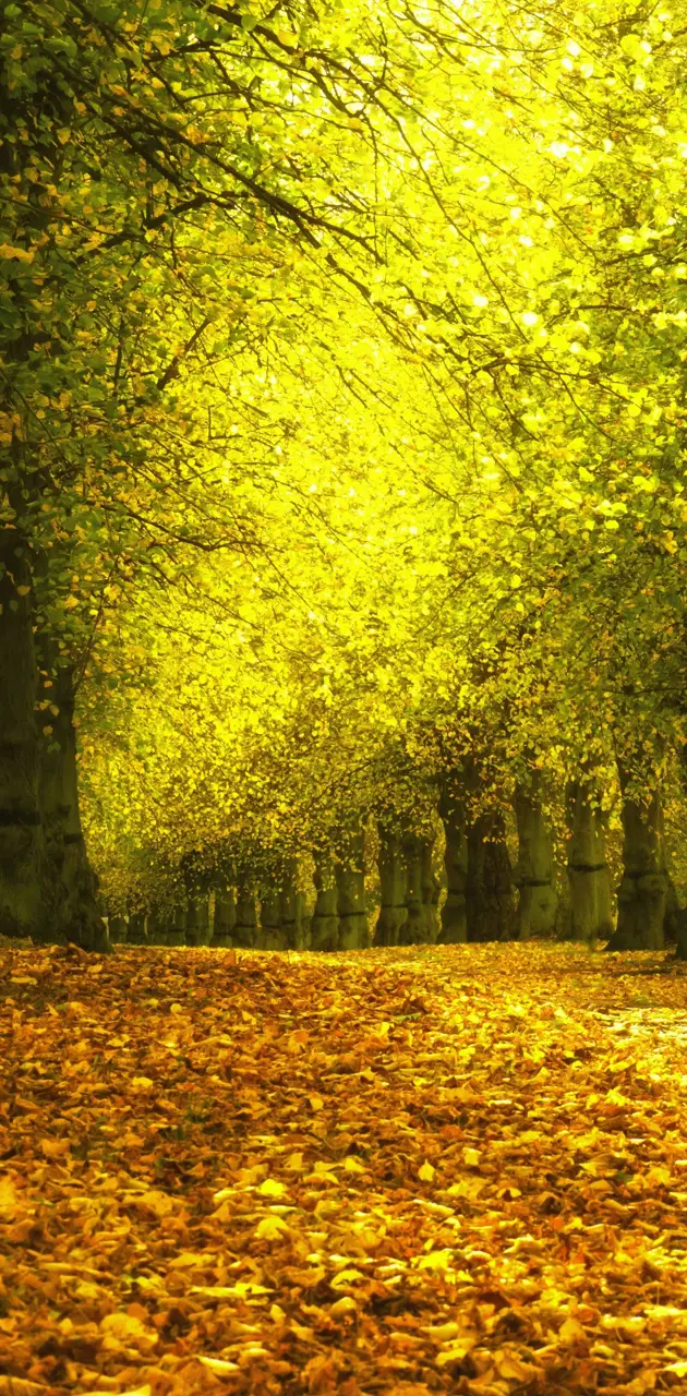 Autumn Walkway