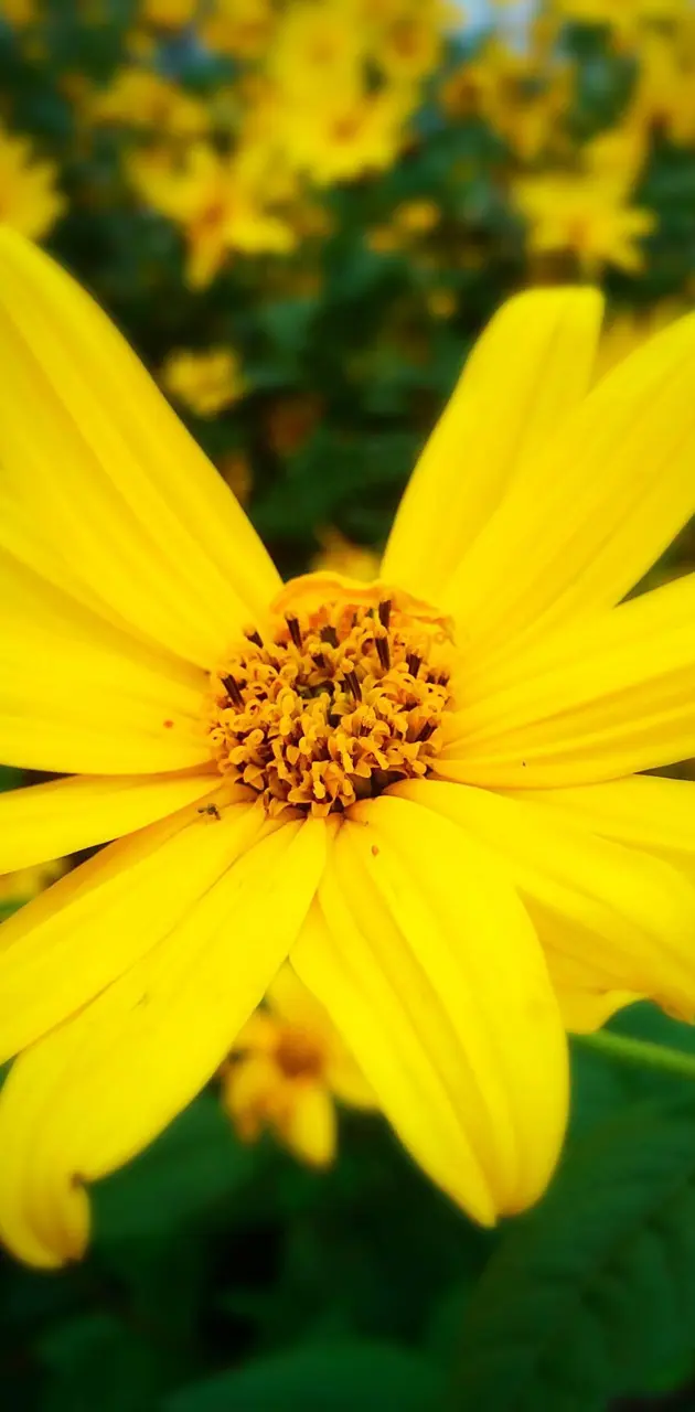 Macro Sunflower