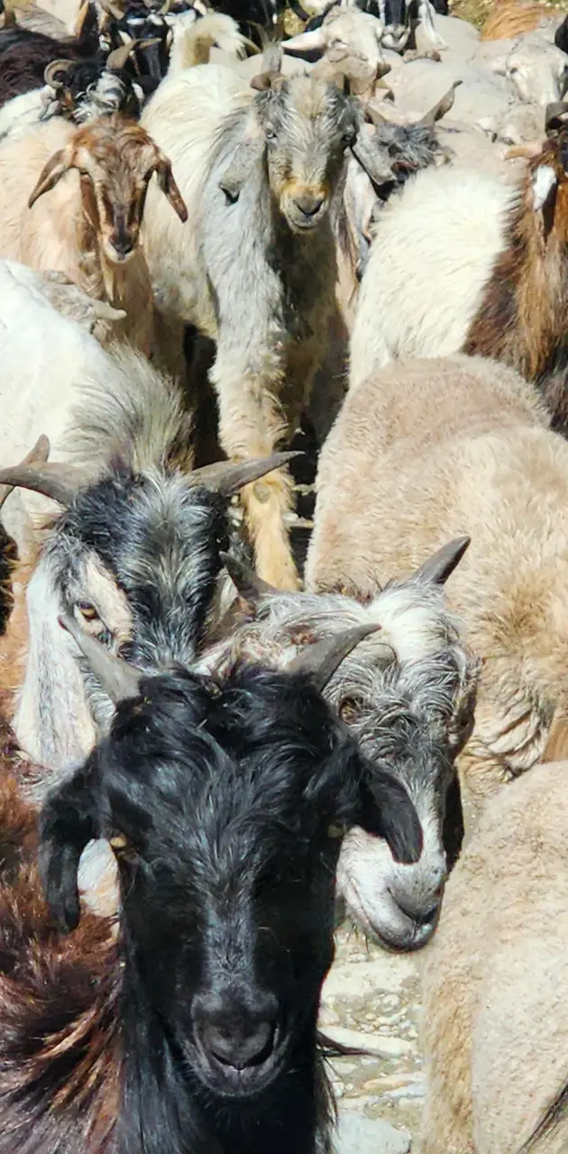 Goats in Kashmir India
