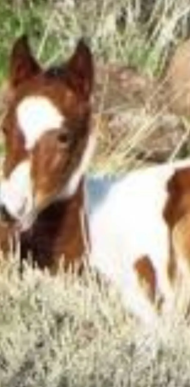 Spots baby foal