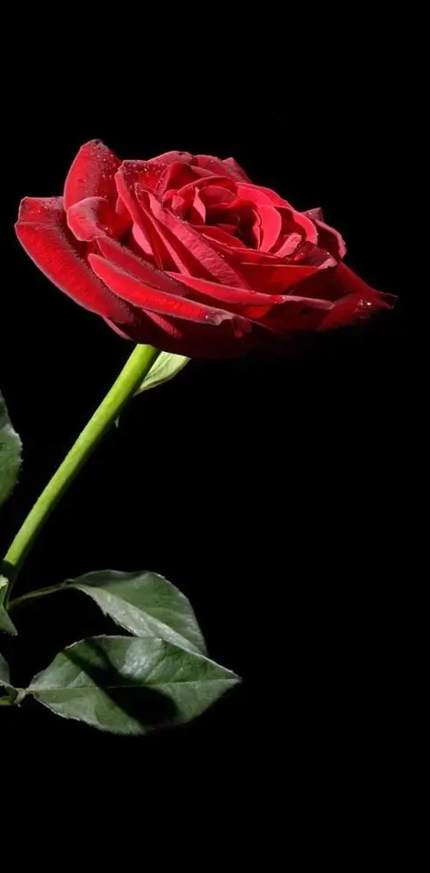 Super Red Rose