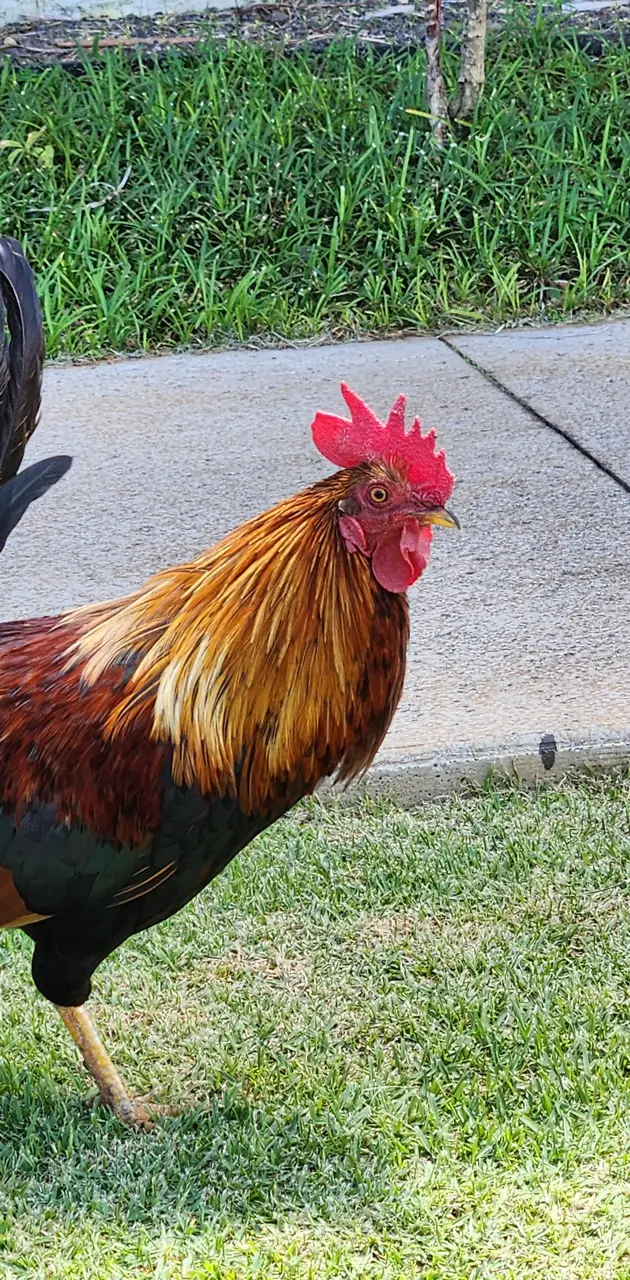 Kauai Chicken