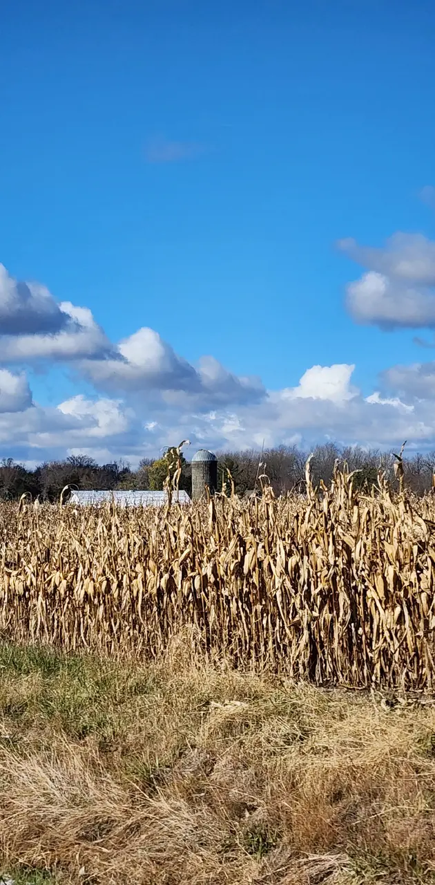 Indiana Corn Field