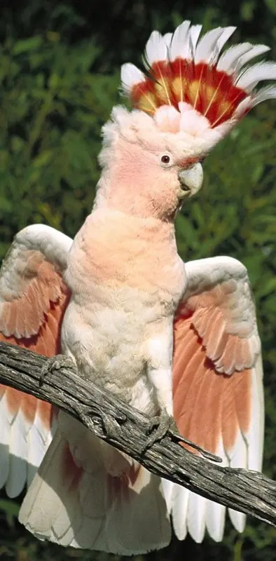 emperor Parrot