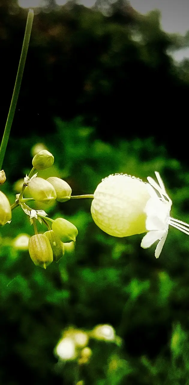 Wild white flower