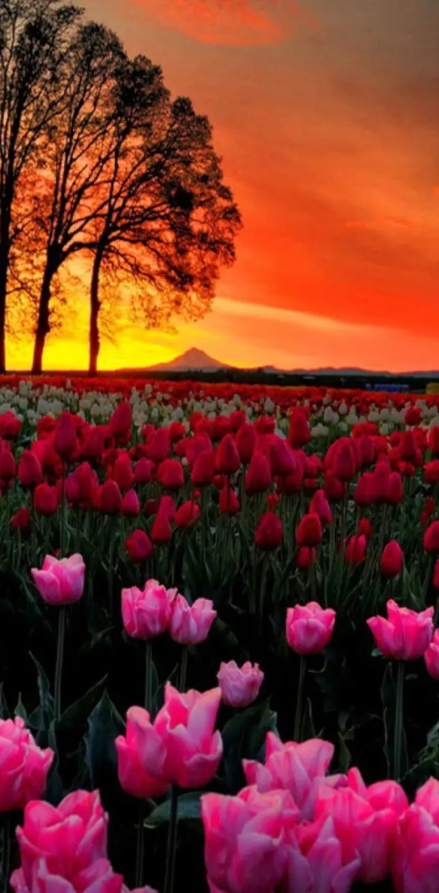Tulips Sunset
