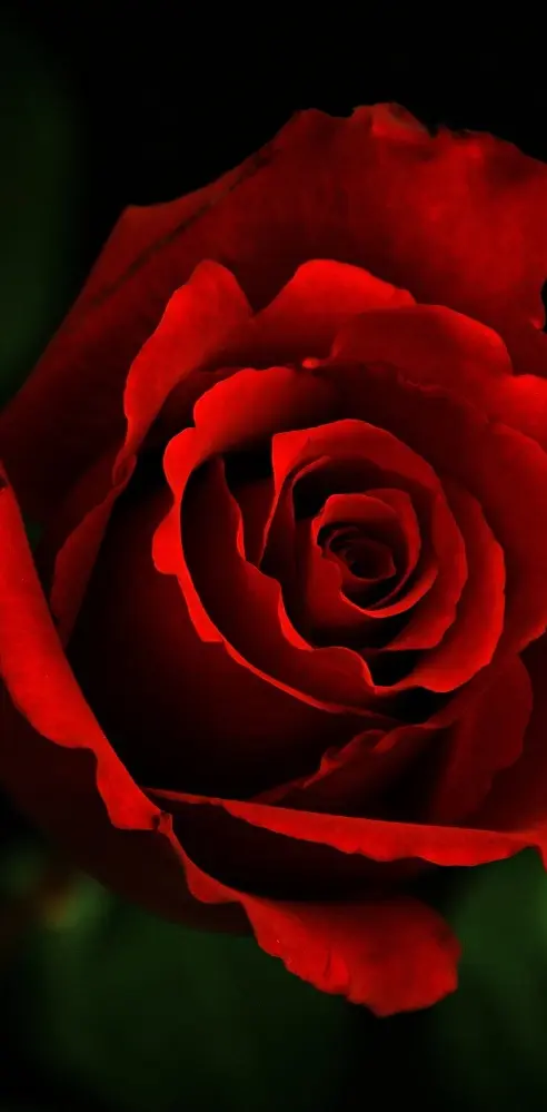 Beautiful Rose Hd