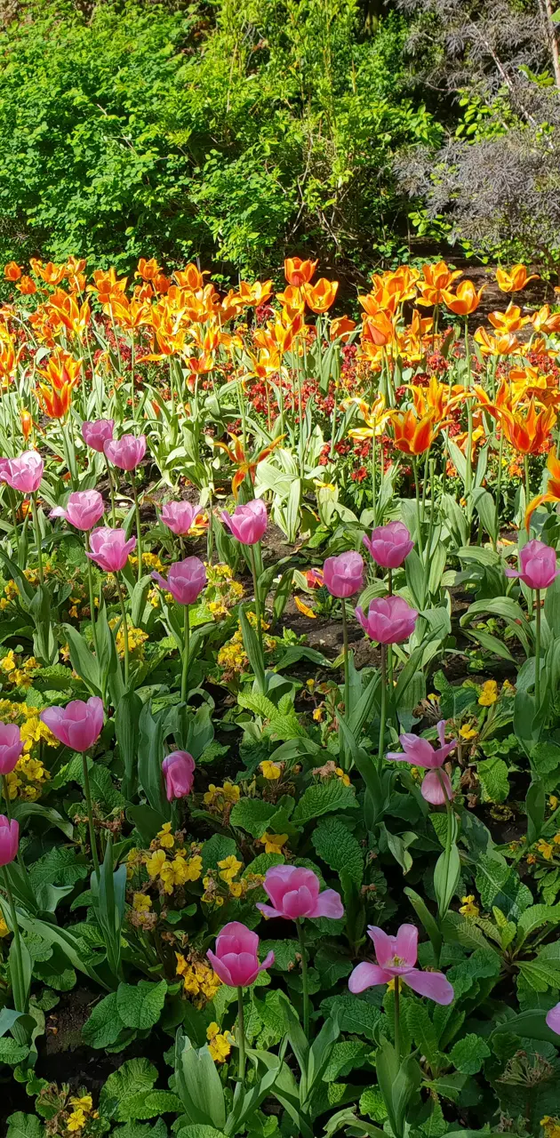 Tulipans flowers