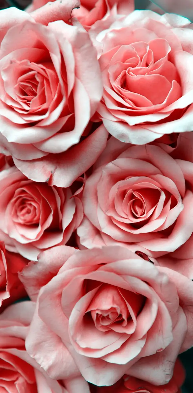 Love Roses 