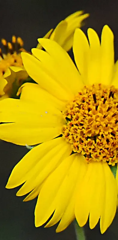 Lt-yellow Flower 3
