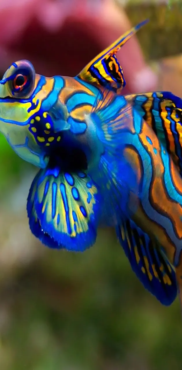 Color Fish