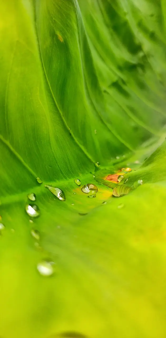 Water Drop in Leaf