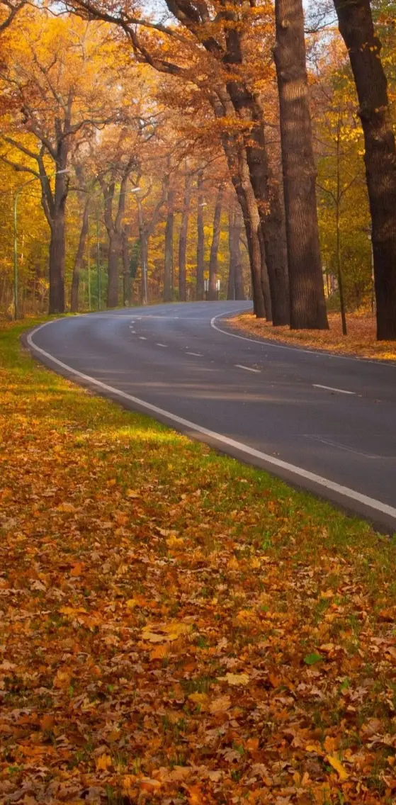 Autumn Maple Road