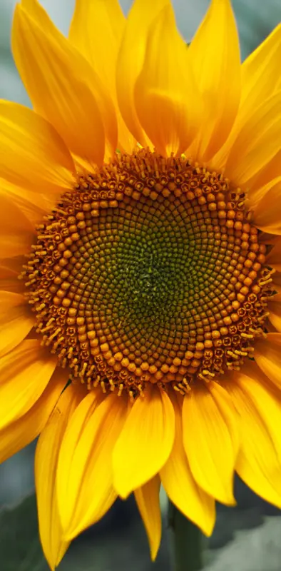 Sunflower Hd