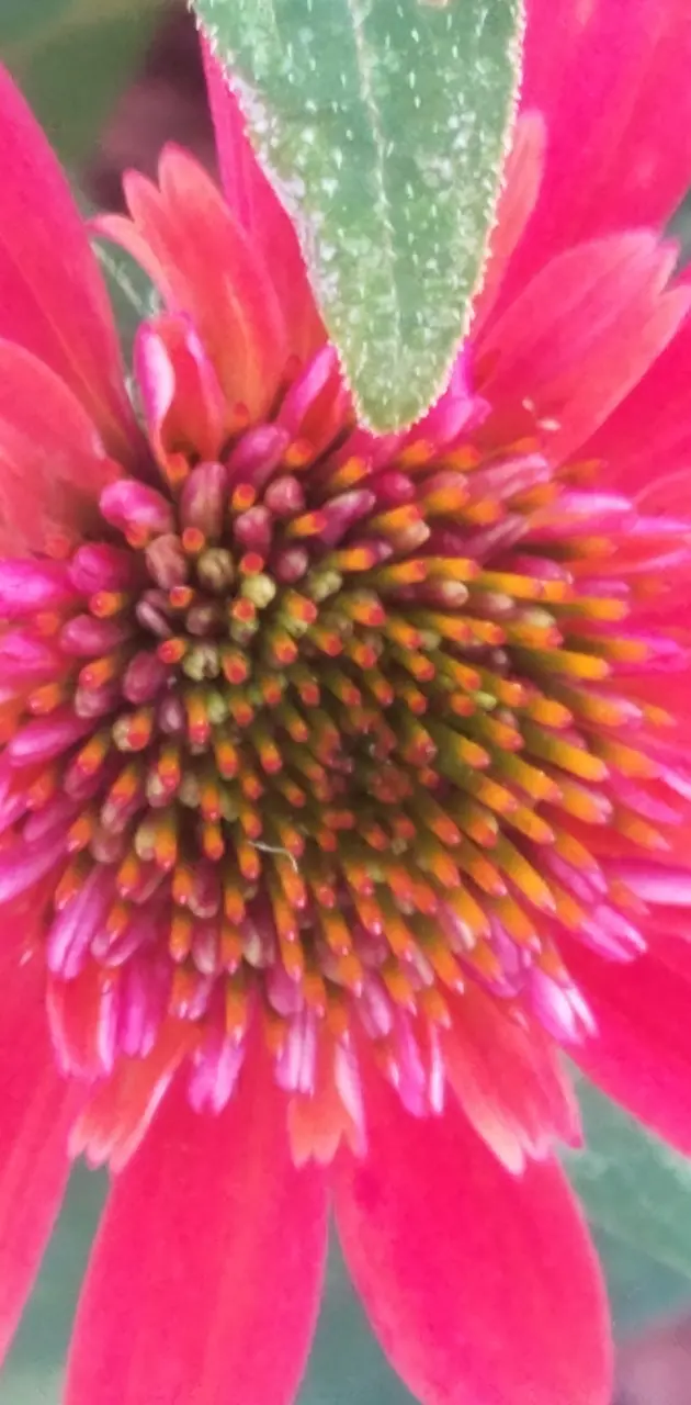 Red Cone Flower