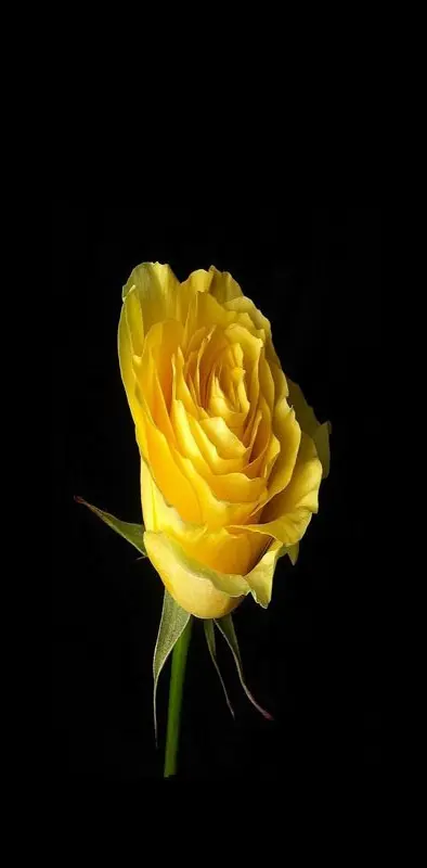 Cute Yellow Rose