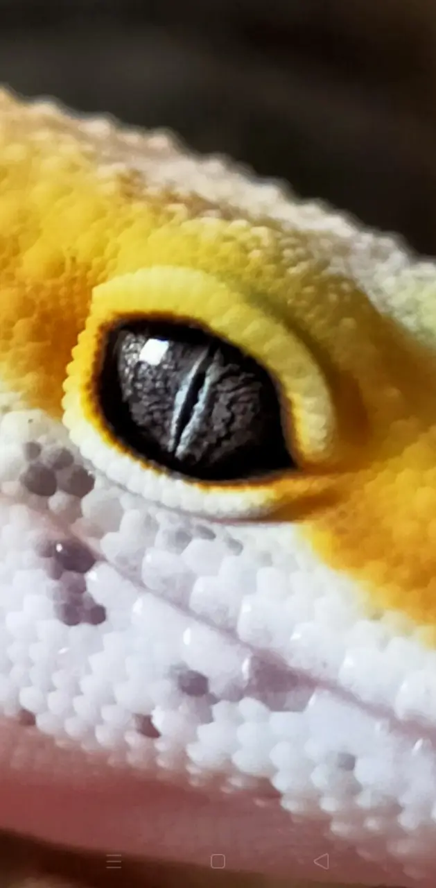 Gecko eye