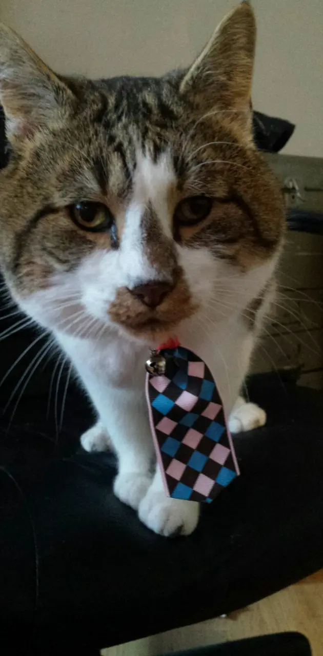Tie cat