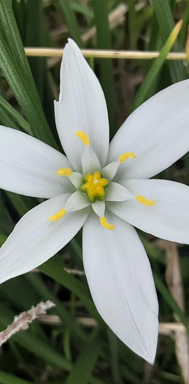 White flower