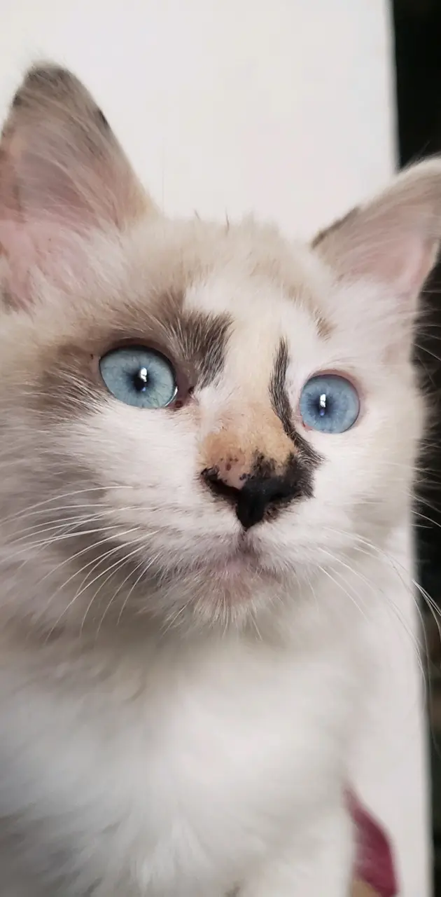 Cat eyes Blue 