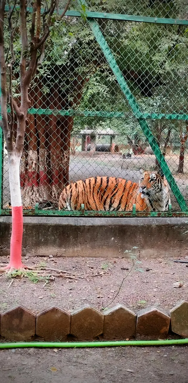 Tiger 🐯