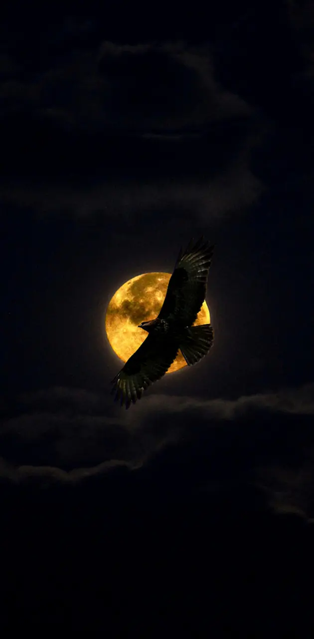Midnight Eagle