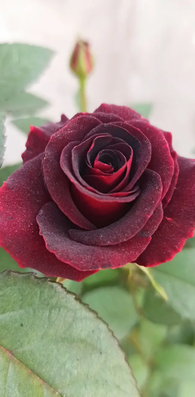 Blackish rose
