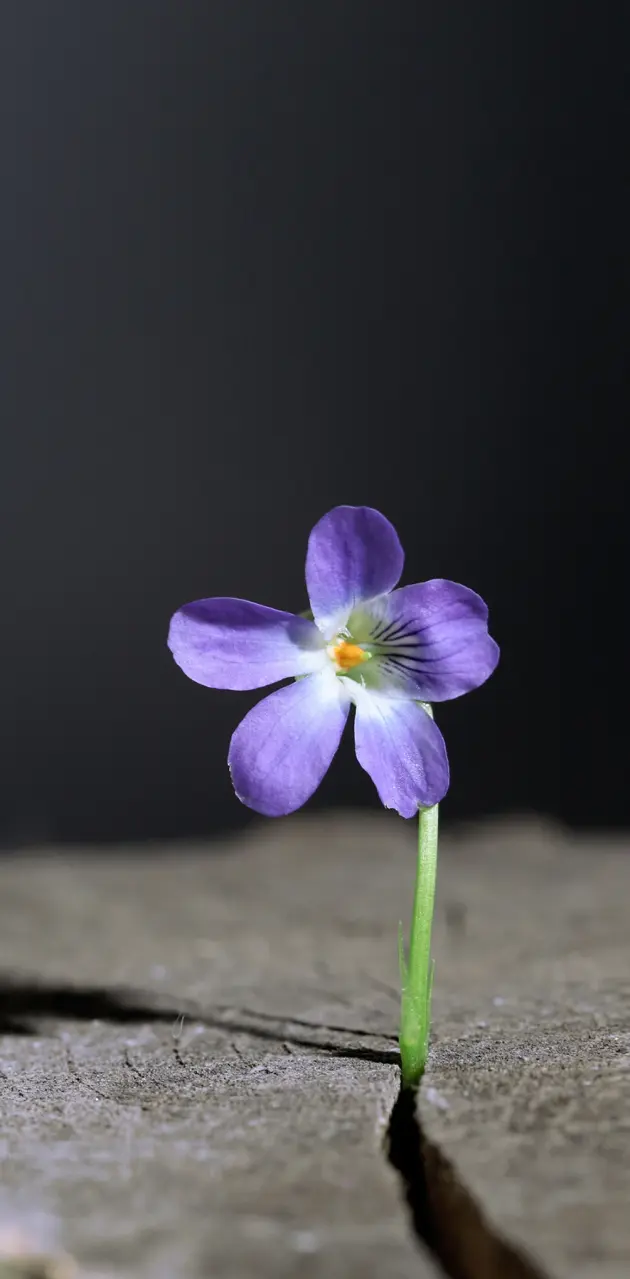 Samsung purpleflower