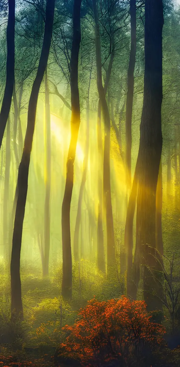 Sunlight in Forest 